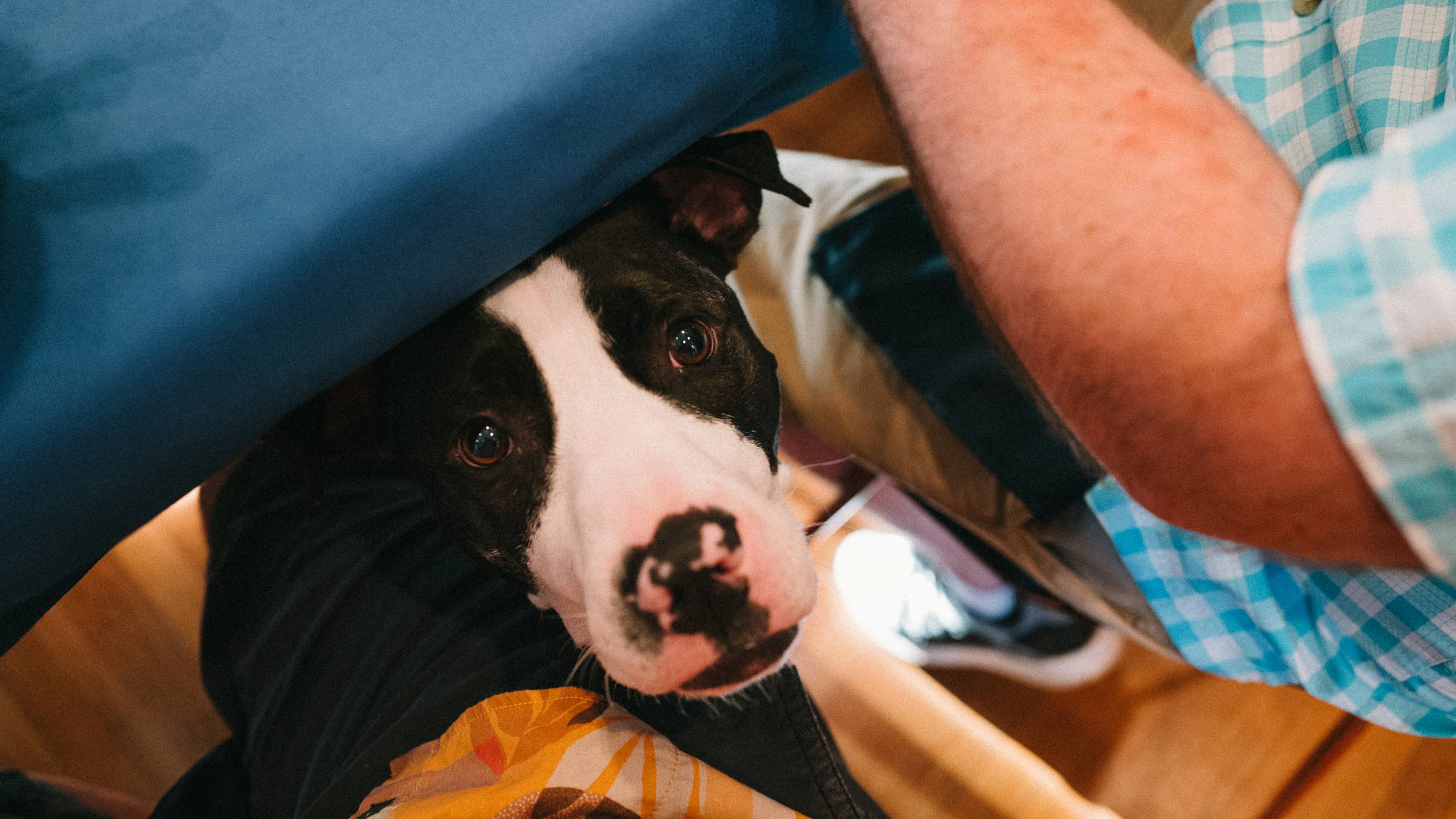 Pup peeks from under the dinner table