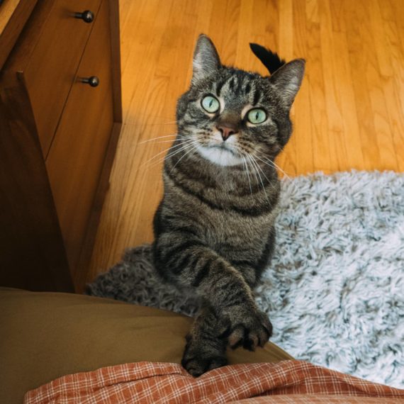 A cat stands on its hind legs on to a persons leg and raises a paw for treats