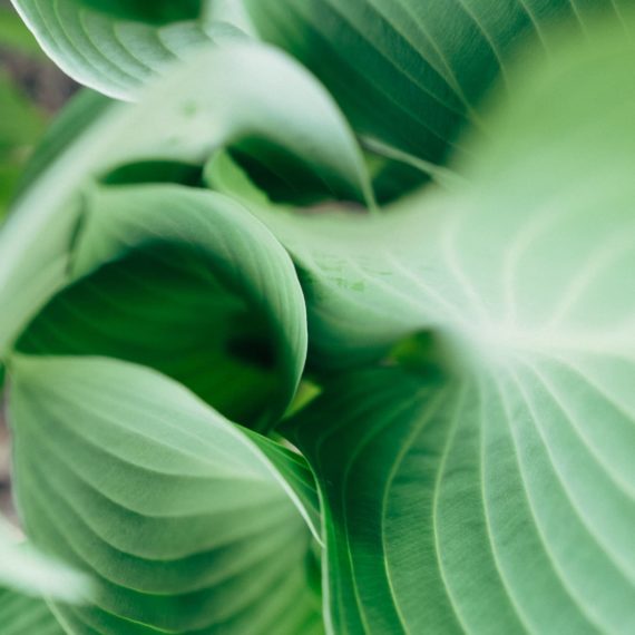 Hosta plant sprouting