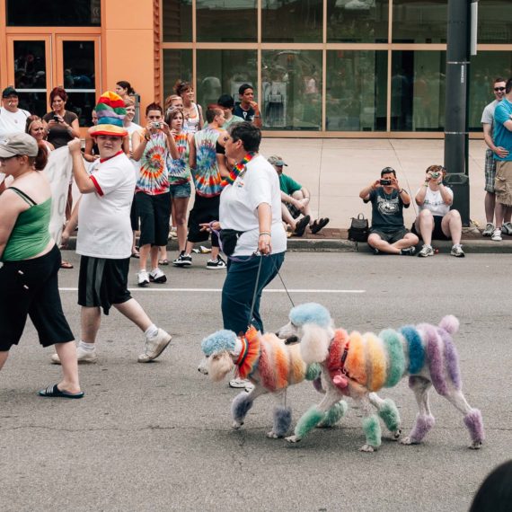 Poodles painted with rainbow stripes in pride parade