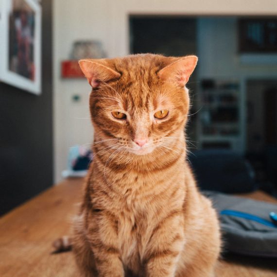 An orange tabby cat looks down