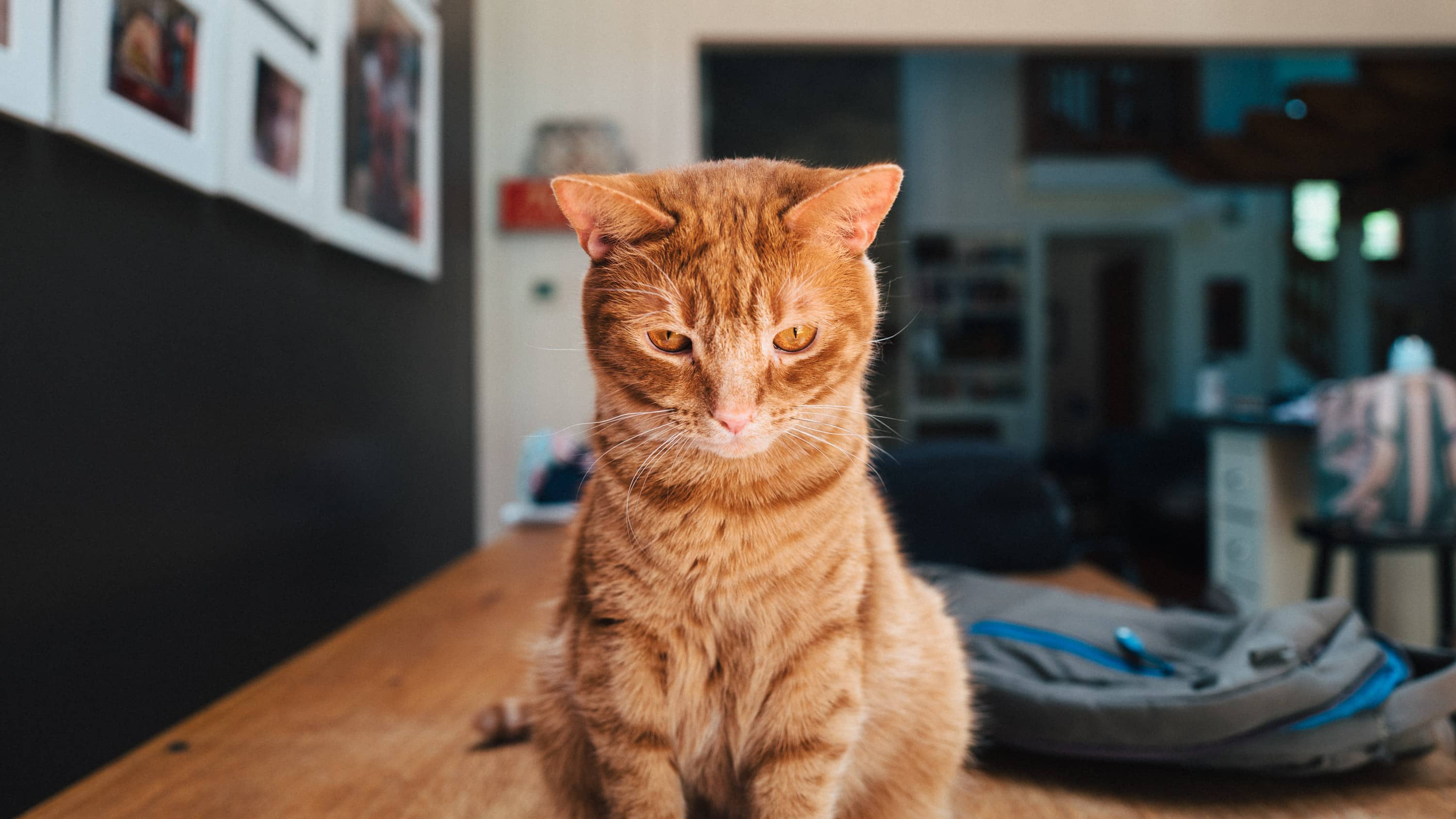 An orange tabby cat looks down