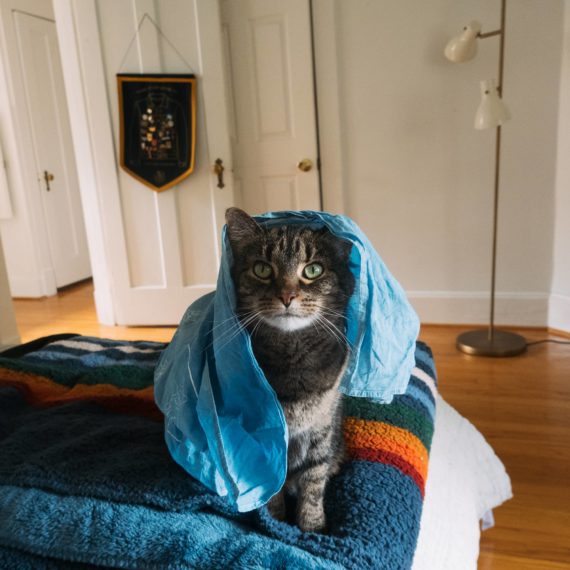 cat with handkerchief on head