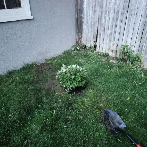 Hydrangea, freshly planted