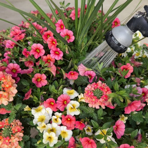 Watering flowers in a planter