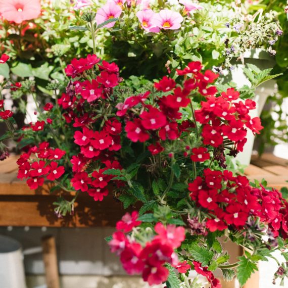 Red flowers overflowing from a pot