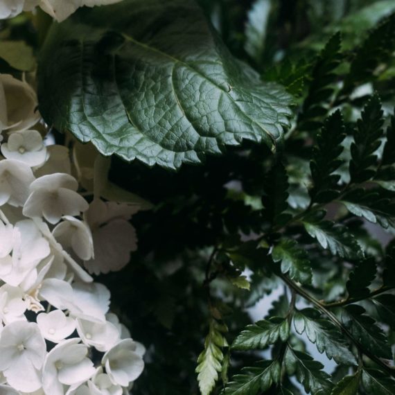 Detail of hydrangea and fern in vase