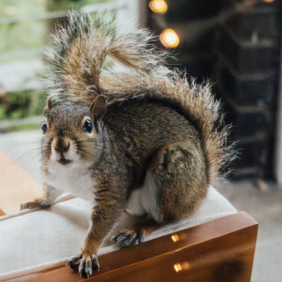 A squirrel on top of patio furniture