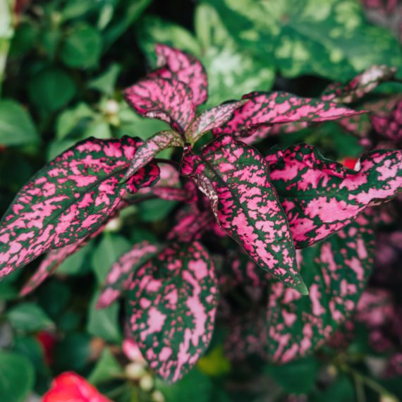 Plant with pink and green leaves