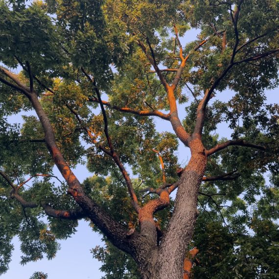 Looking up at a tree at the golden hour