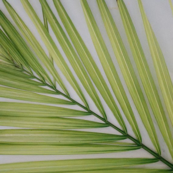 Palm frond