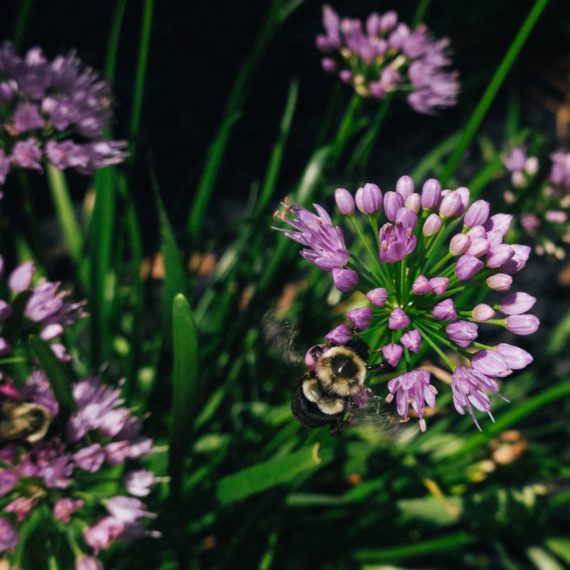 Bee on flowering ornamental onion