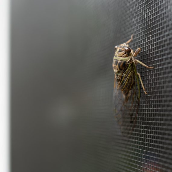 Dead cicada clinging to window screen