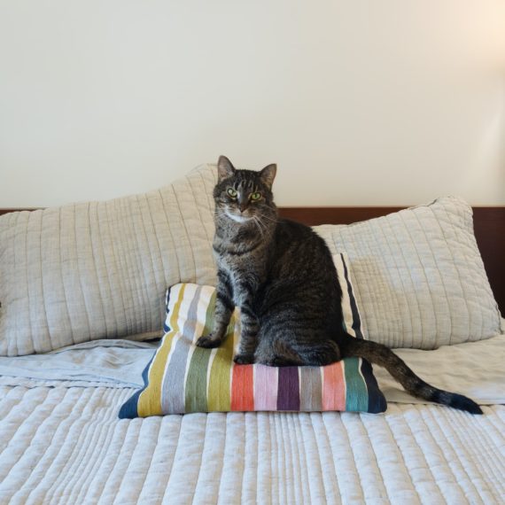 Cat sits on pillow on bed