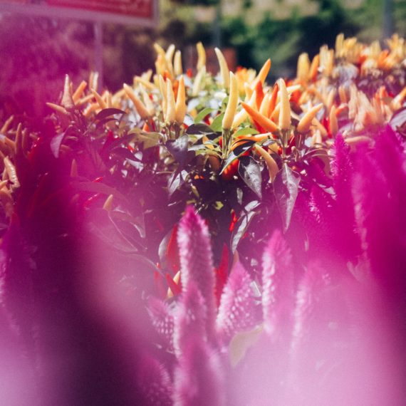 Ornamental peppers in the background of blurred Celosia (Cockscomb) in the foreground