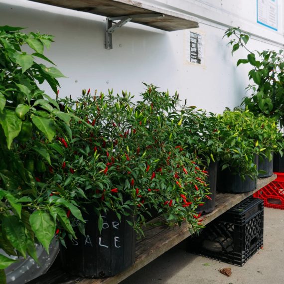 Pepper plants outside the taco truck