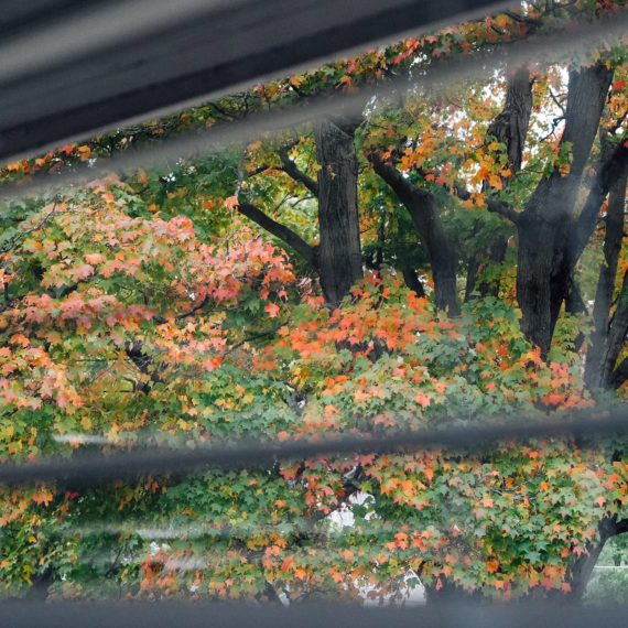 Peaking at autumn leaves through blinds