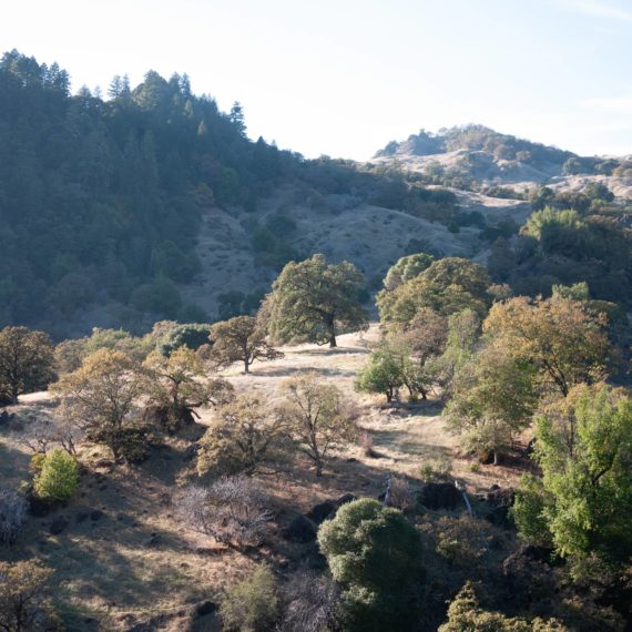 Trees covering the hillside in Northern California