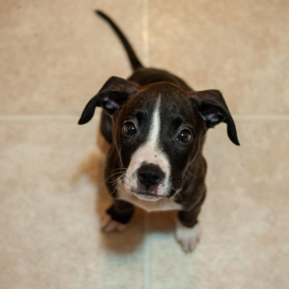 A small black and white puppy