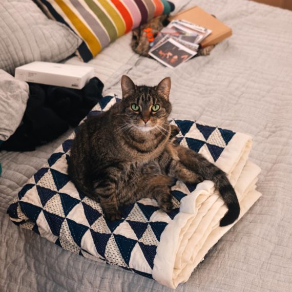 Cat on quilt on bed