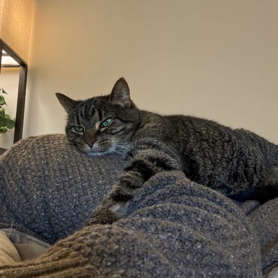 Cat laying on person