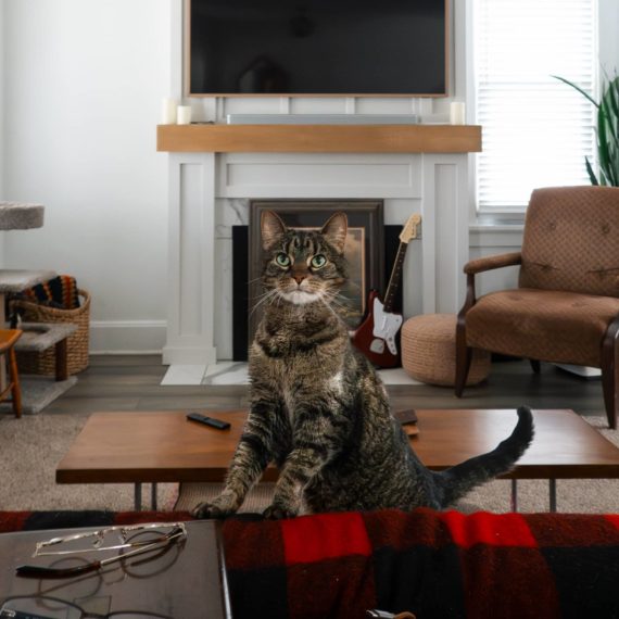 Cat on couch