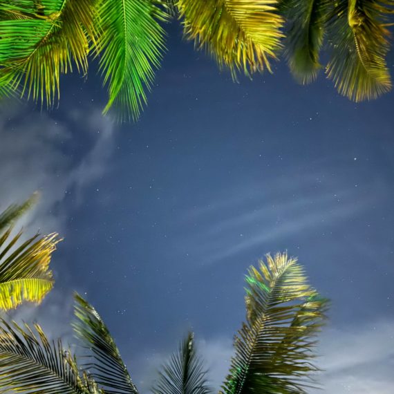 Looking up through palm fronds at night