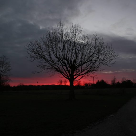 Tree sunset