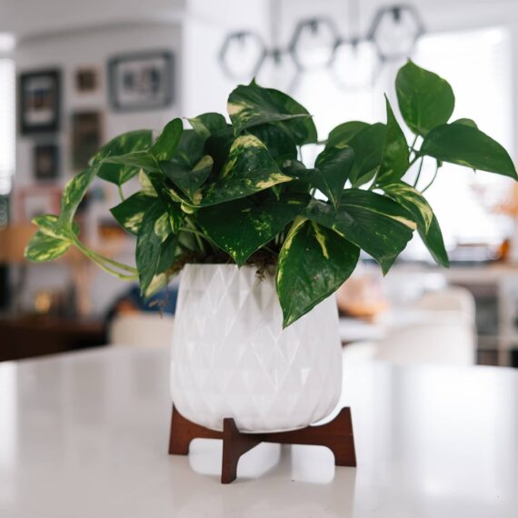 Epipremnum aureum houseplant in white pot