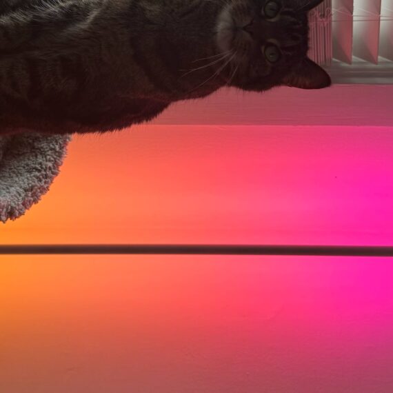 Sideways picture of cat and LED bar light