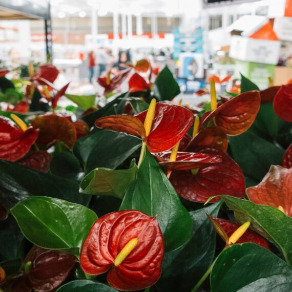 Anthurium andraeanum at Costco