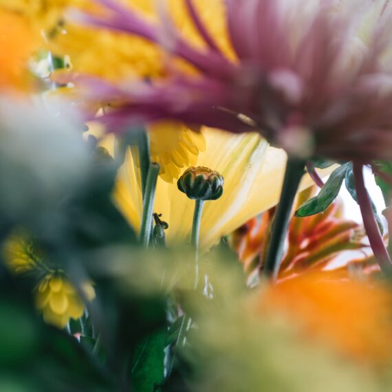 Flower bouquet with a bud in focus