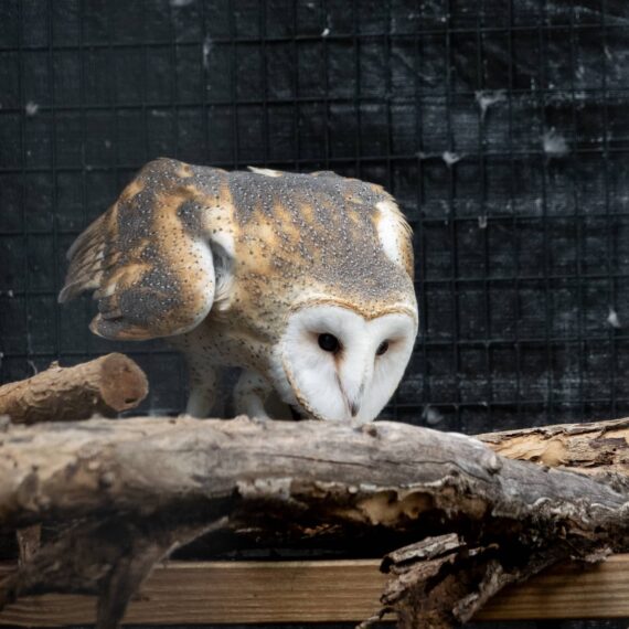 A barn owl spies dinner