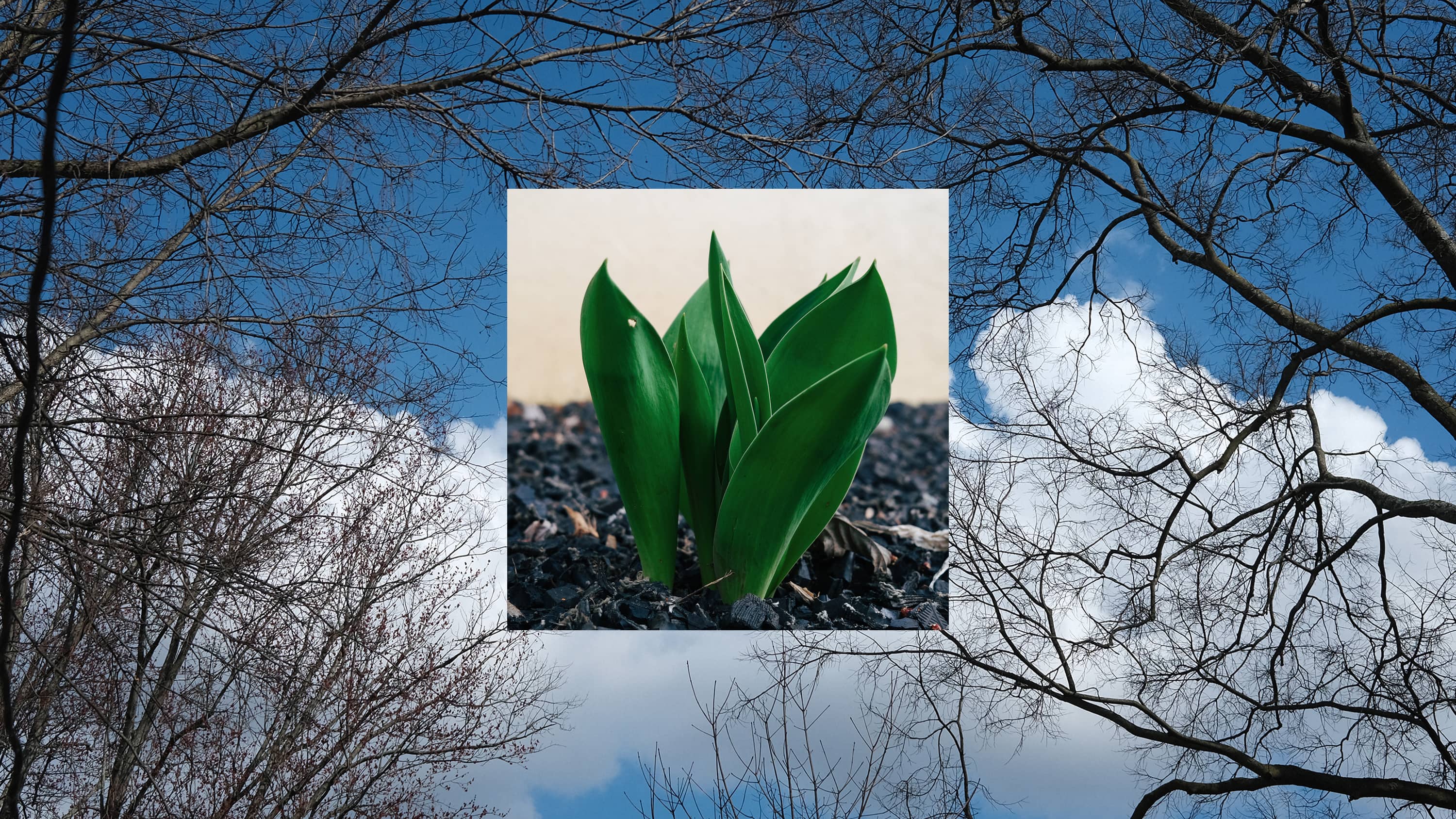 Blue sky with clouds on a late winter day with a picture of a hosta starting to break ground