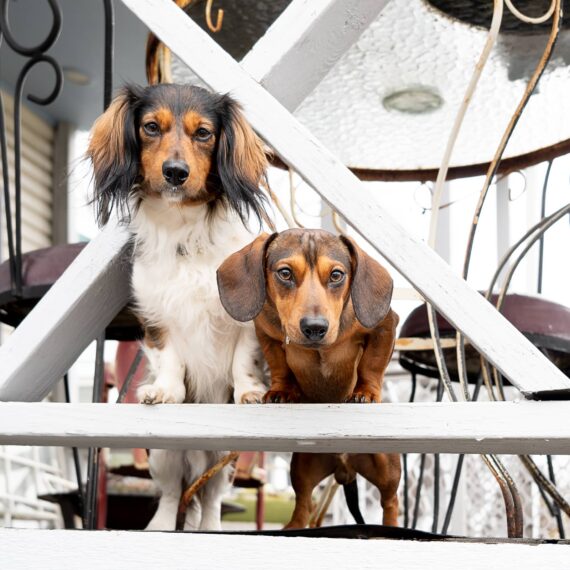 Two pups on a porch