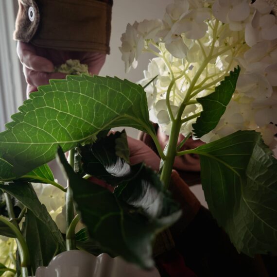 Man watering vase of hydrangea