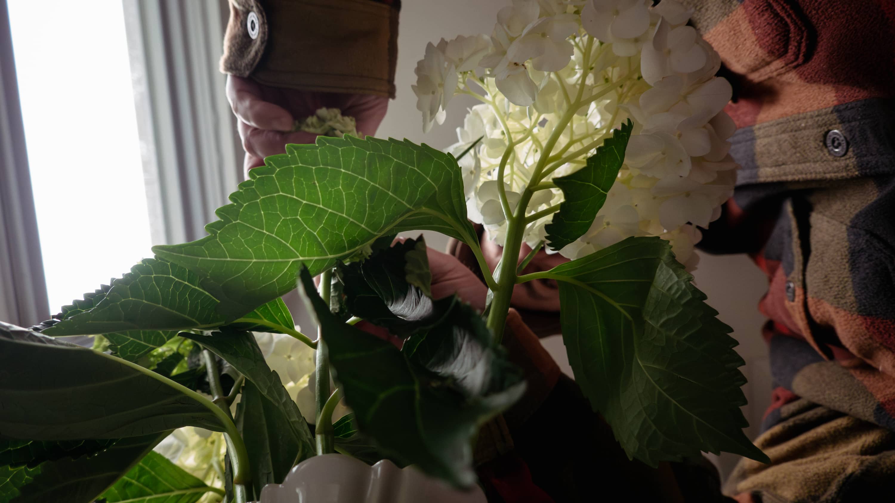 Man watering vase of hydrangea