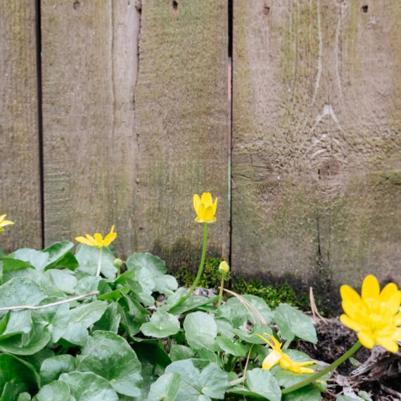 Yellow flower next to wood fence