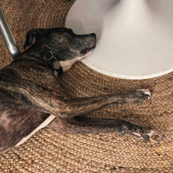 Dog lays under a tulip table