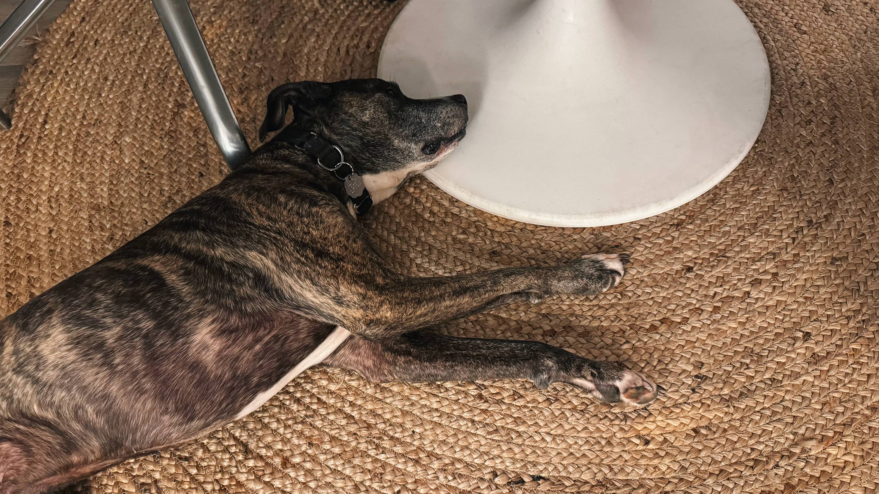 Dog lays under a tulip table