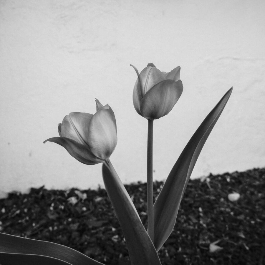 Tulip in black and white