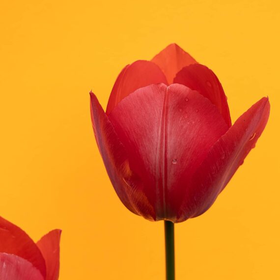 Red tulip on yellow paper backdrop