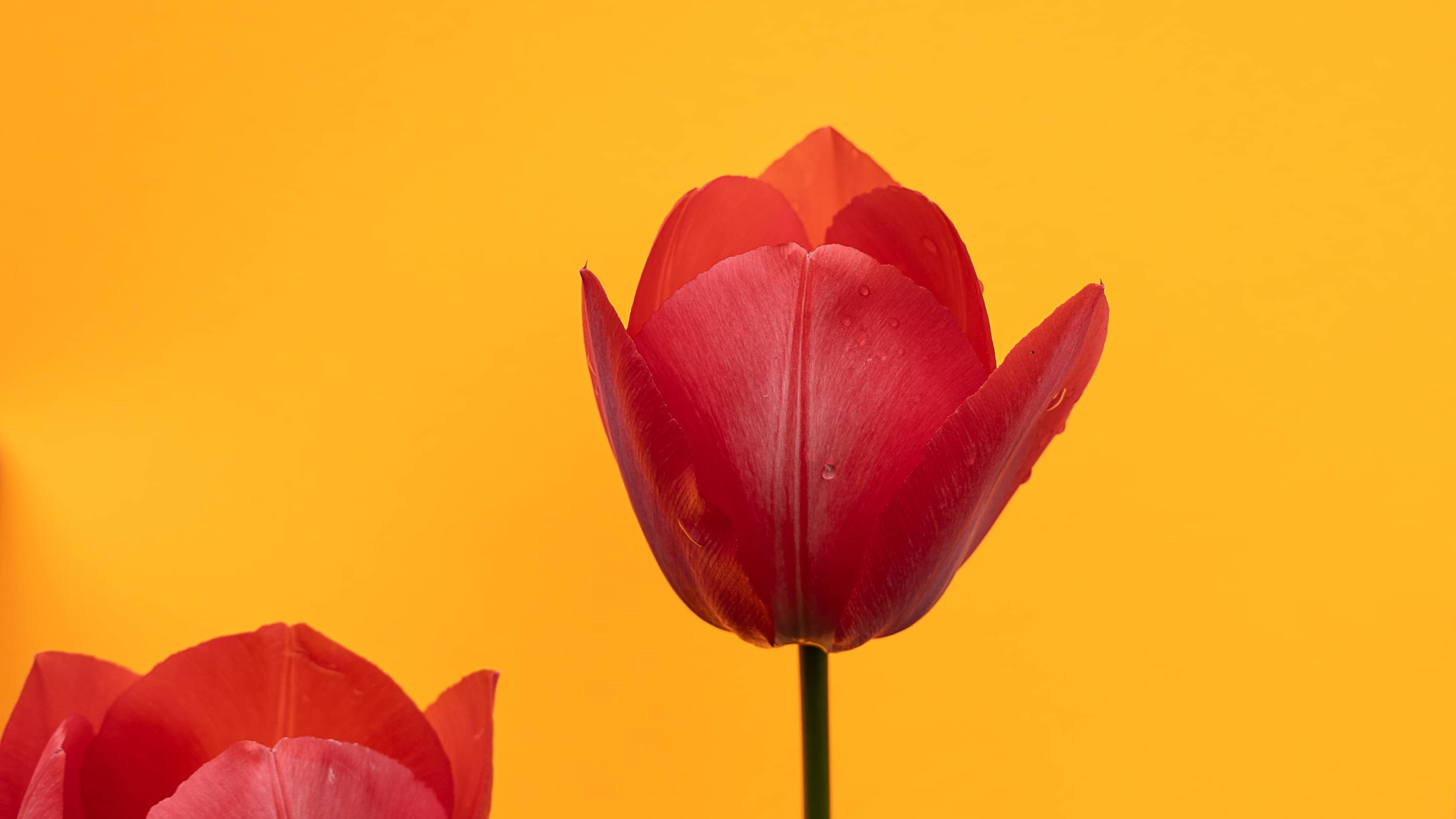 Red tulip on yellow paper backdrop