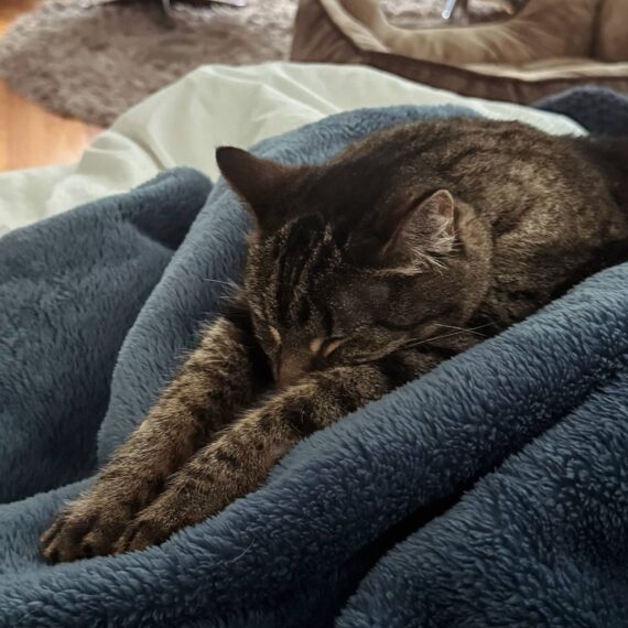 Cat on blanket